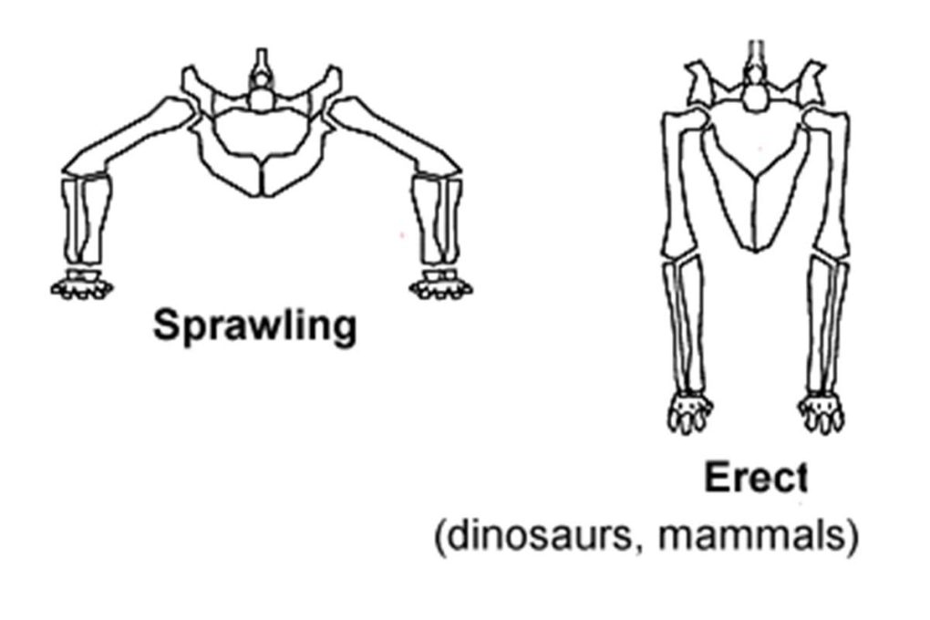爬虫類と恐竜の骨格