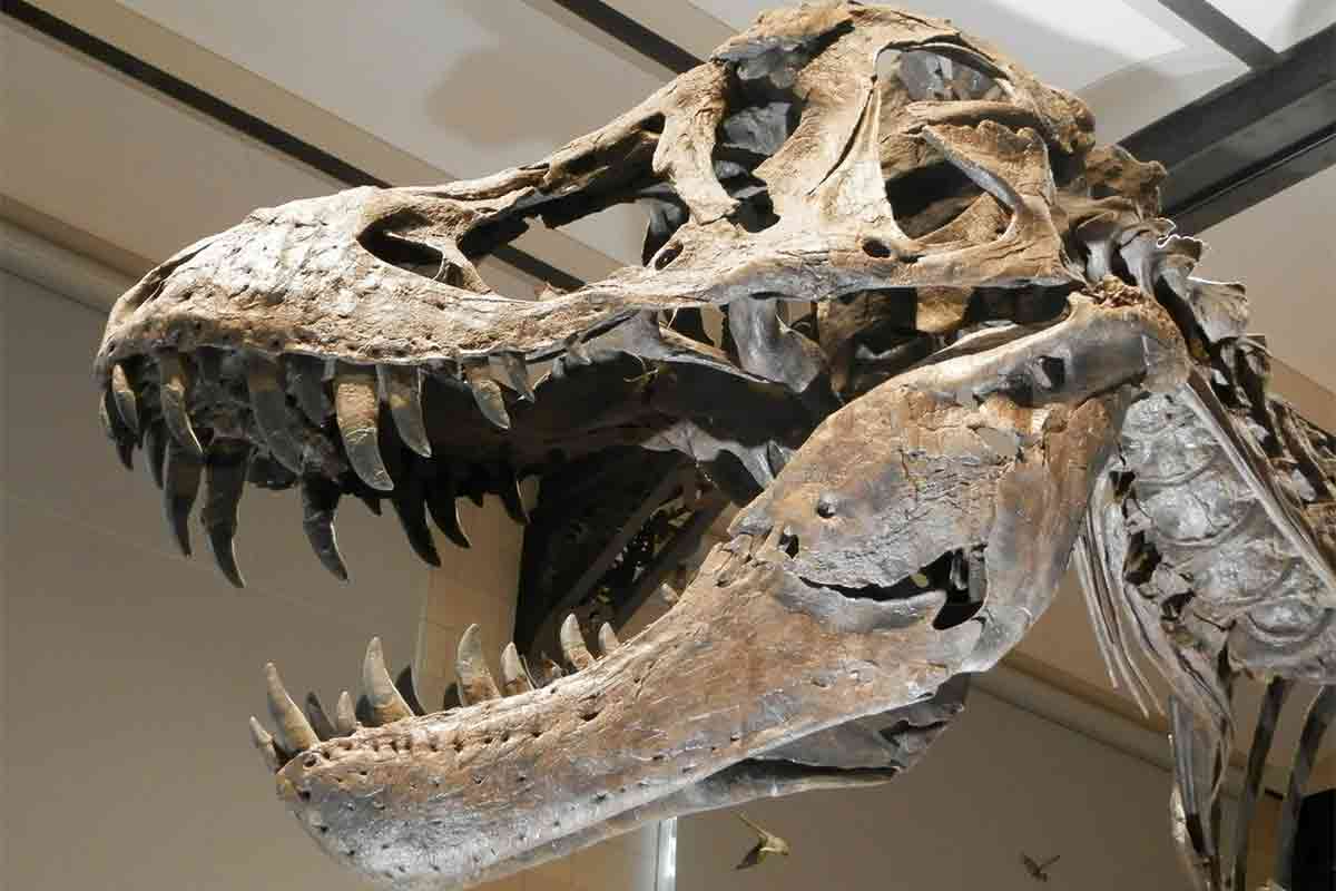 ティラノサウルスの頭蓋骨