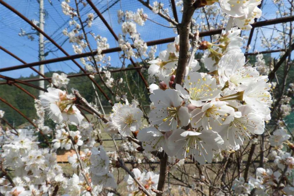 桜桃の花