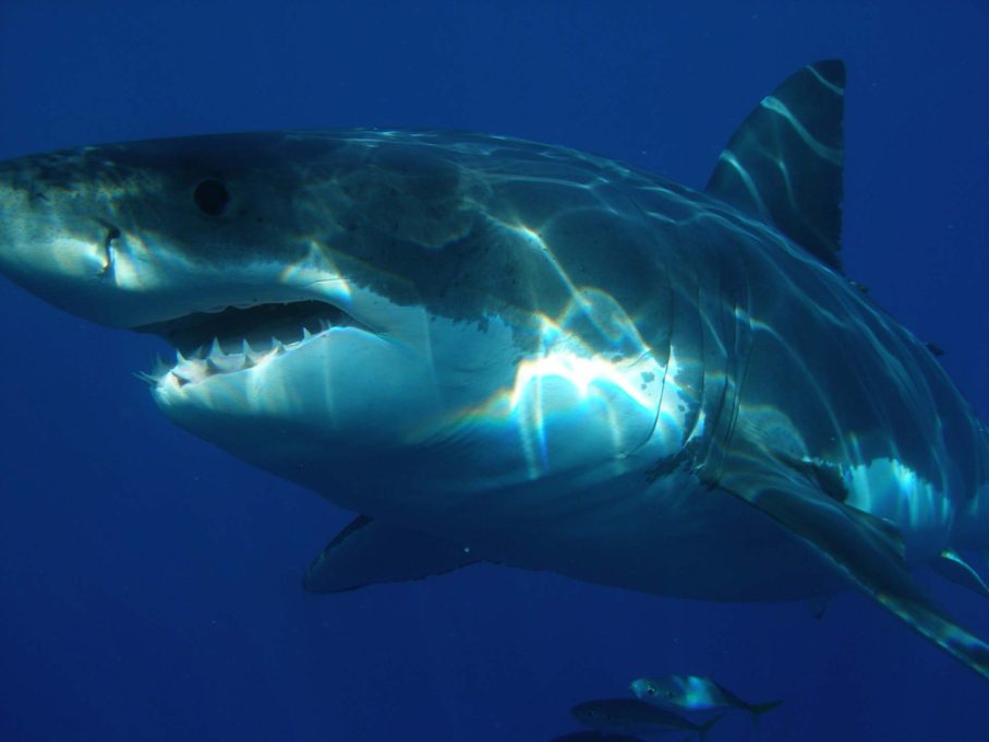 サメ 鮫 と フカ 鱶 の違いって ことくらべ