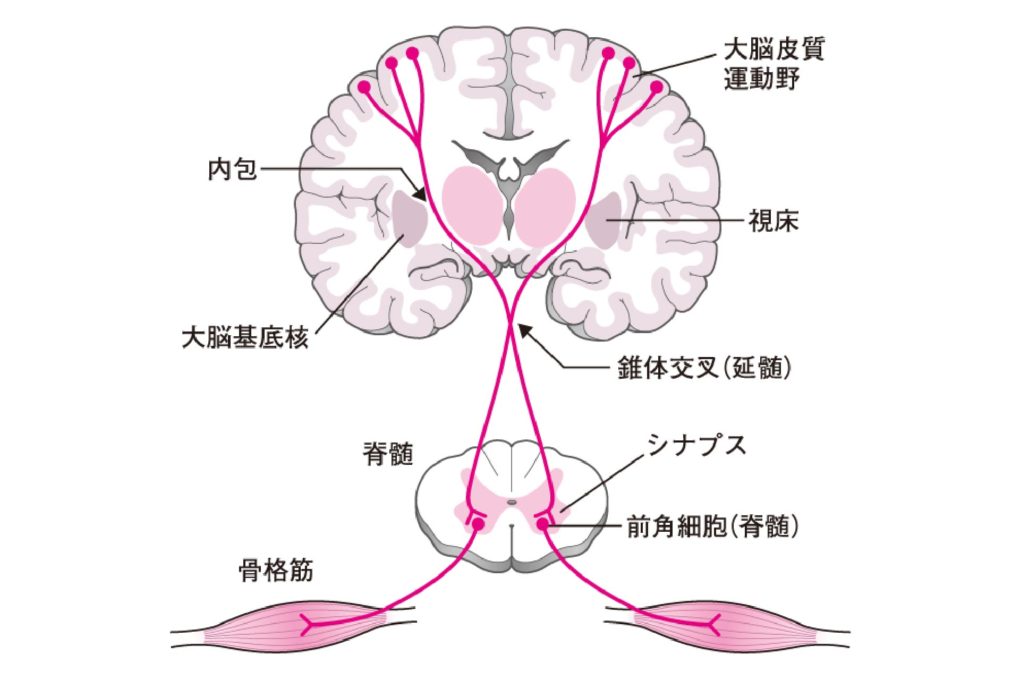 脳の神経系の図