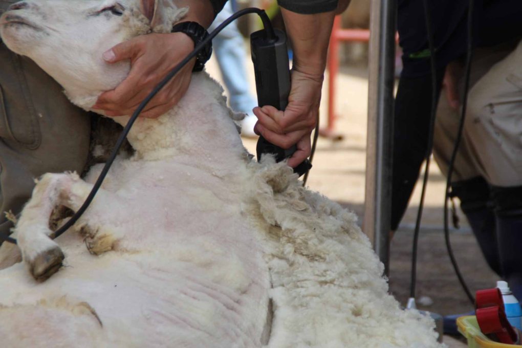毛を刈られている羊