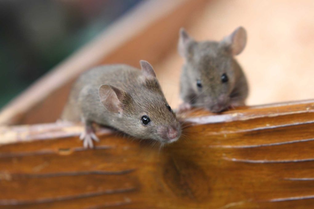 ラット Rat と マウス Mouse の違いって ことくらべ